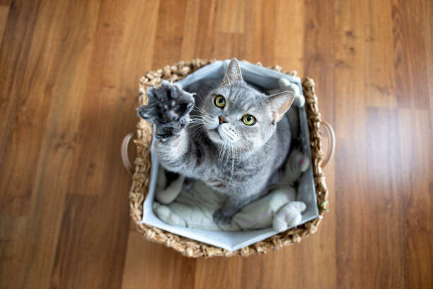 Cat in basket on hardwood floor