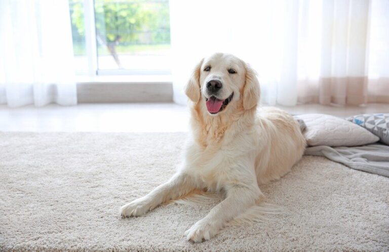 White dog laying on rug