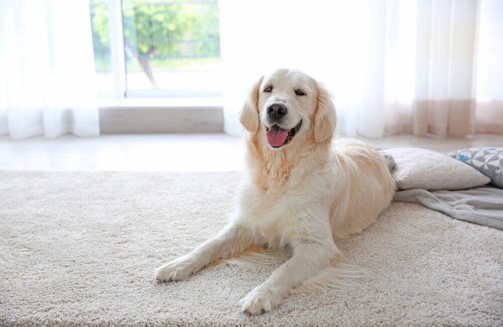 White dog laying on rug